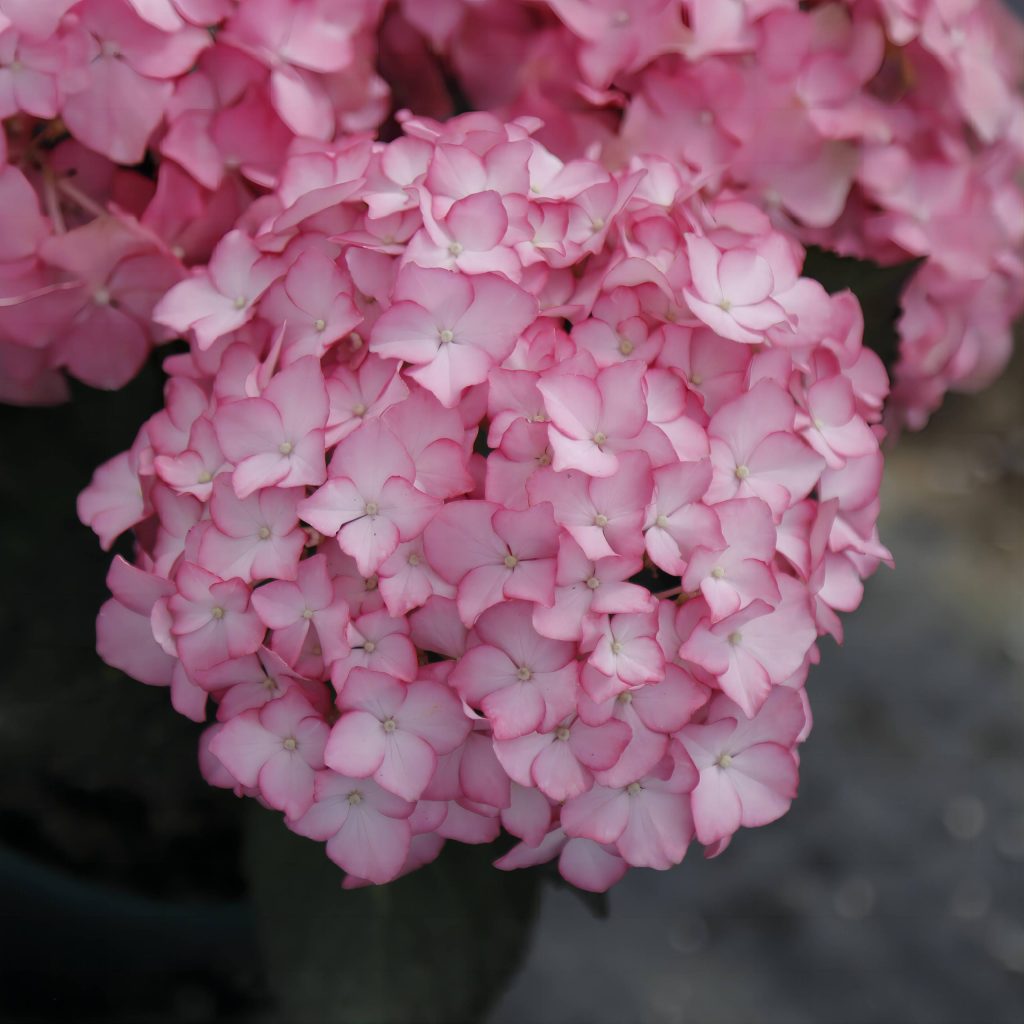 Hydrangea macrophylla Adula