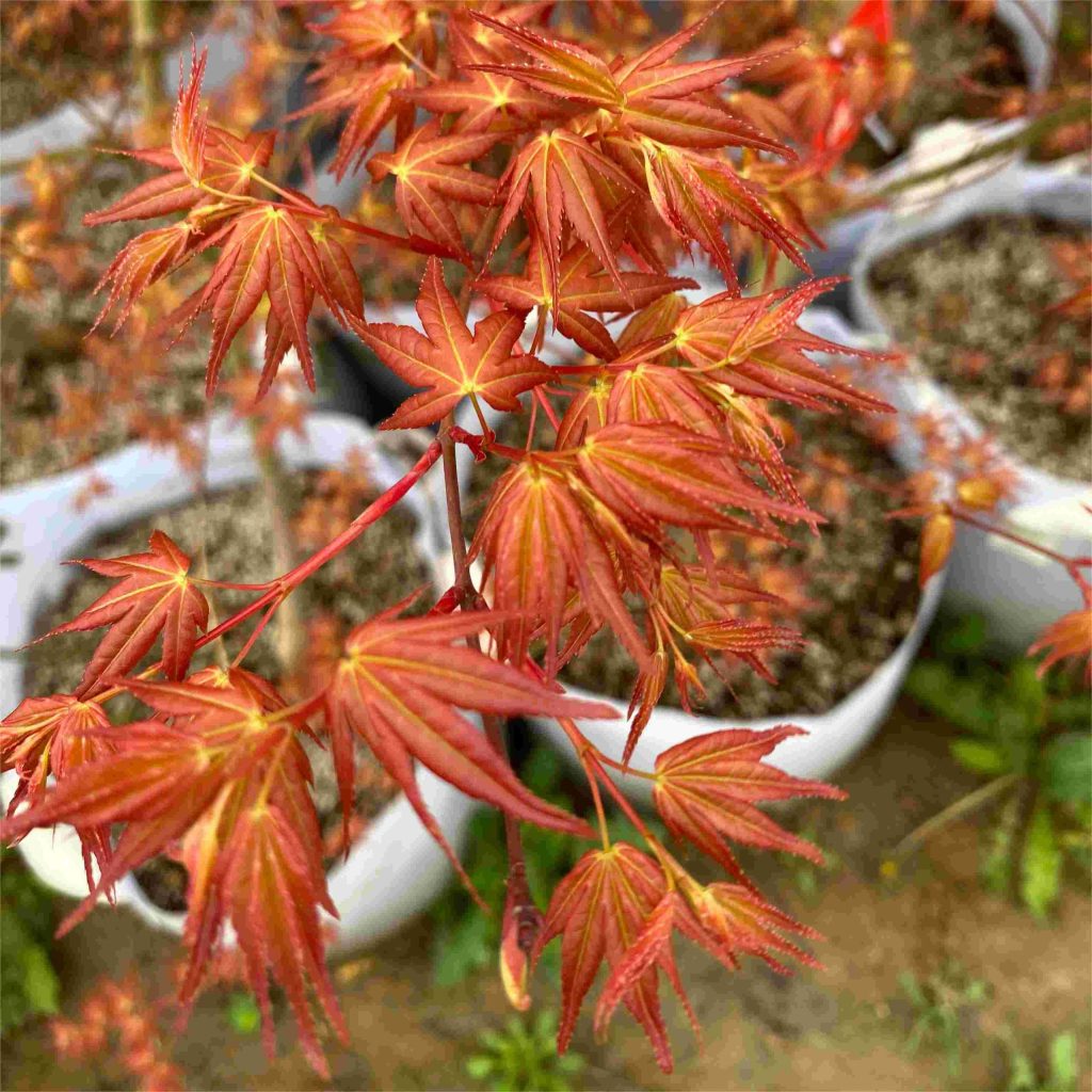 Wholesale Acer Palmatum 'Beni Chidori'