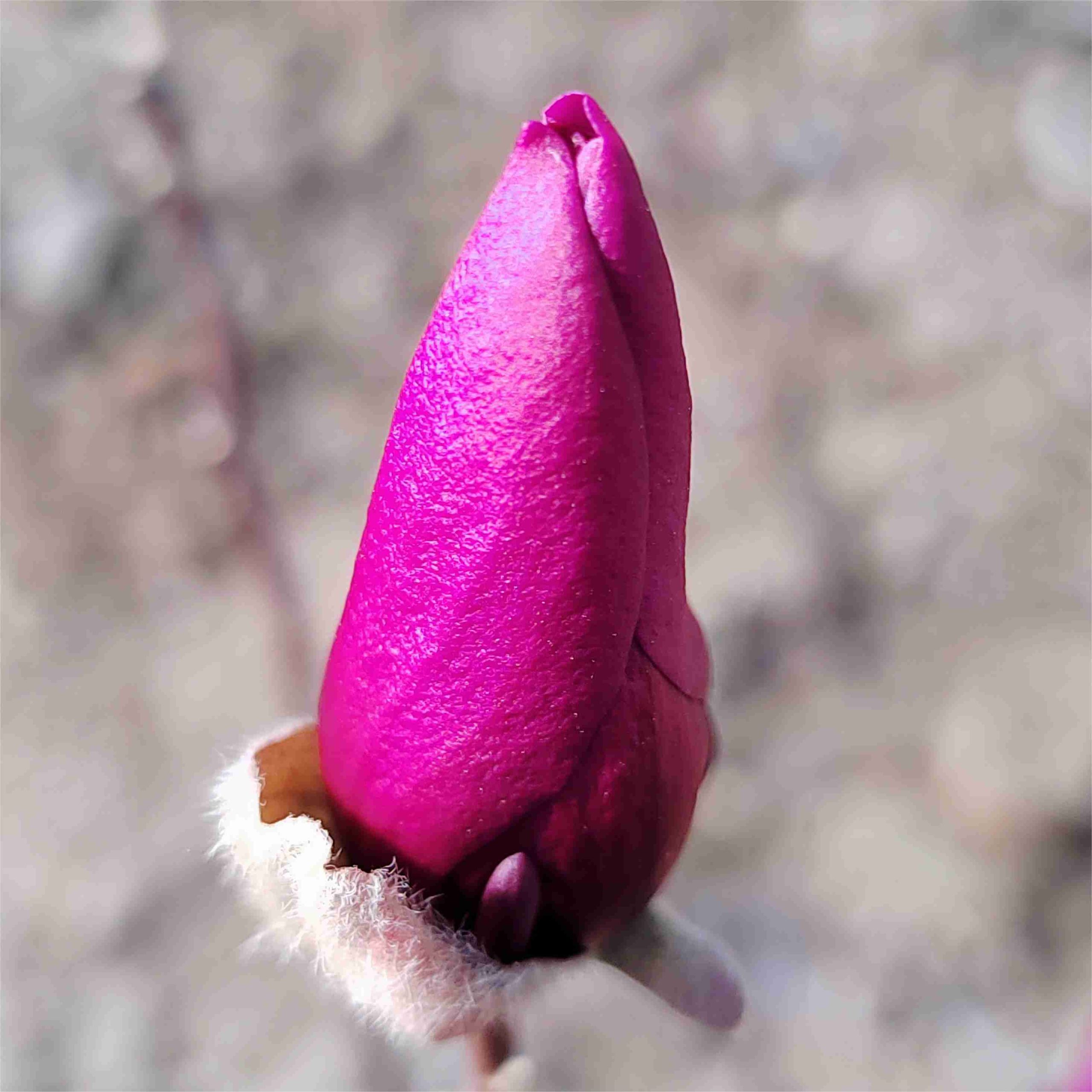 Magnolia ‘Betty’