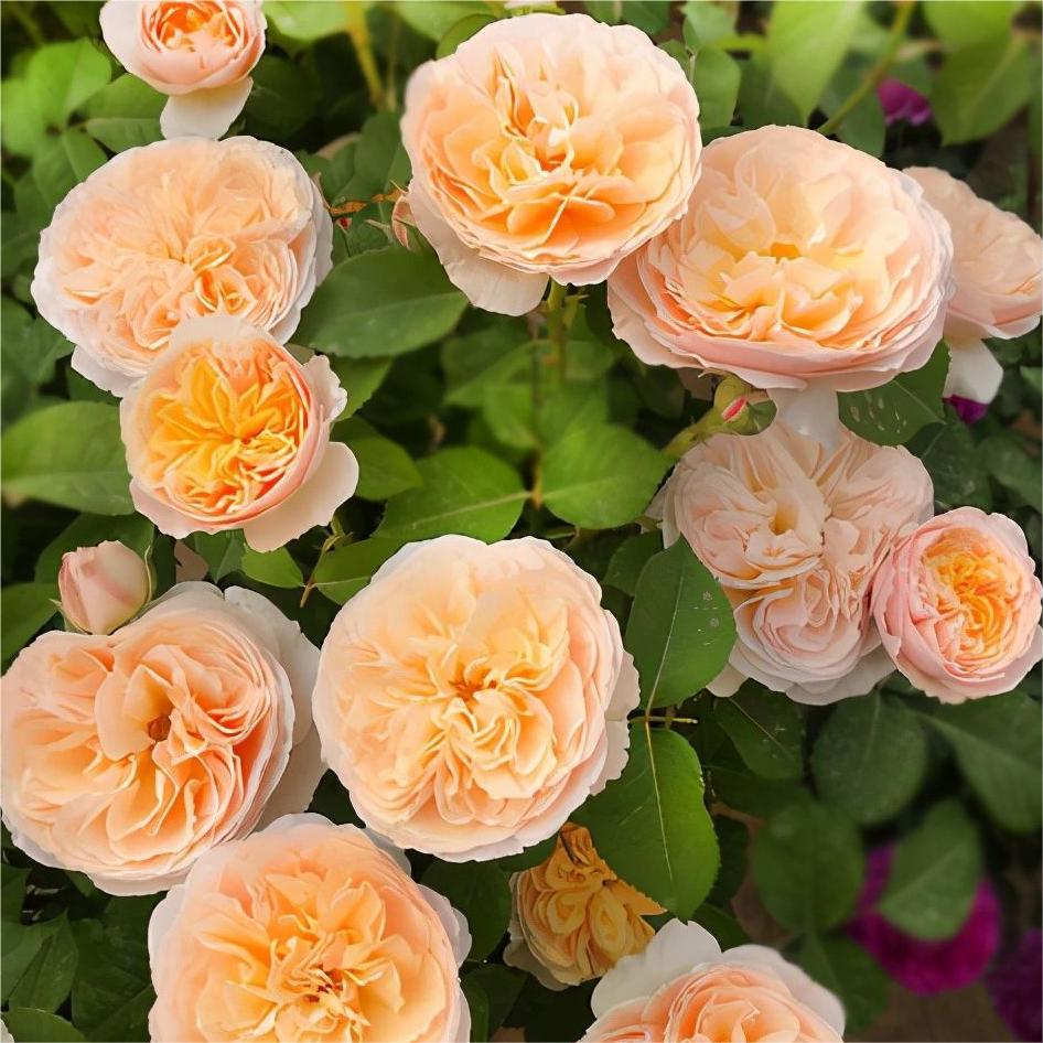 Juliet roses flower