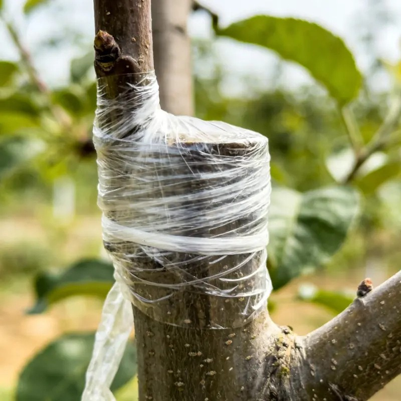 Fruit Tree Grafting