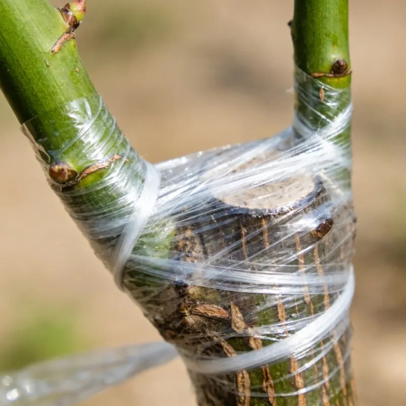 Grafting stretch film