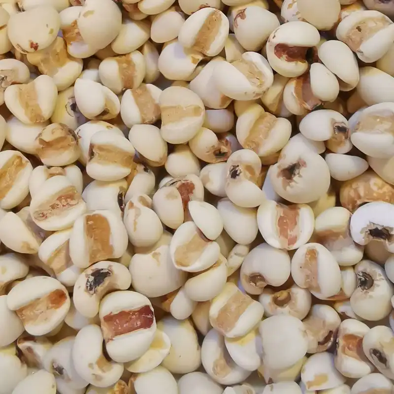 Coix Seed