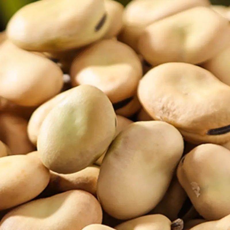Fava Bean
