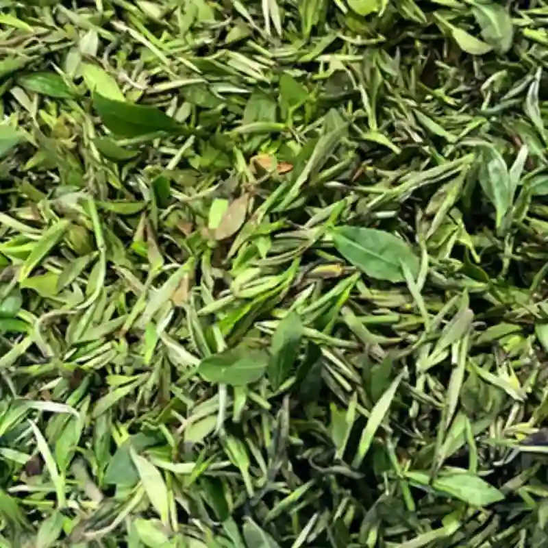 Fresh Tea Leaf