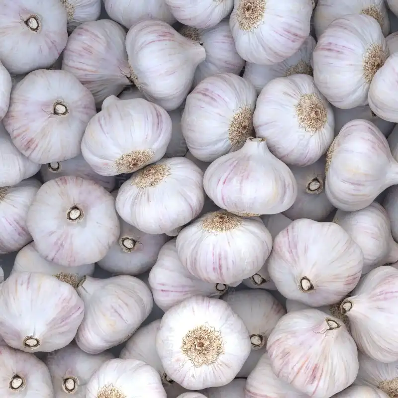 Garlic