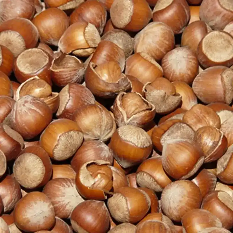 Hazelnut