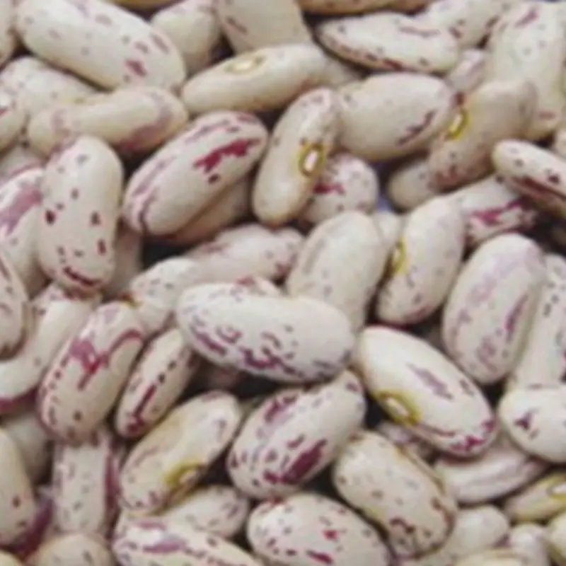 Light Speckled Kidney Bean