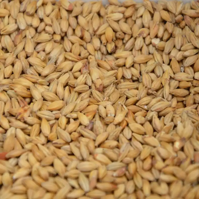 Malt