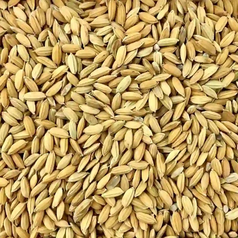 Paddy Rice