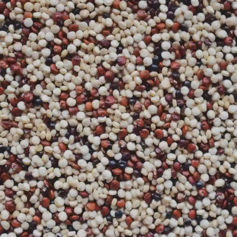 Quinoa