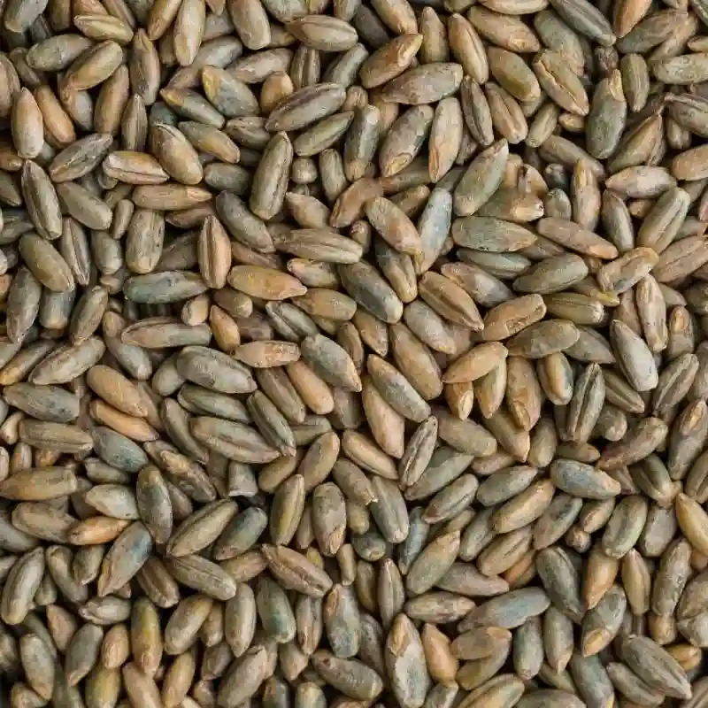 Rye