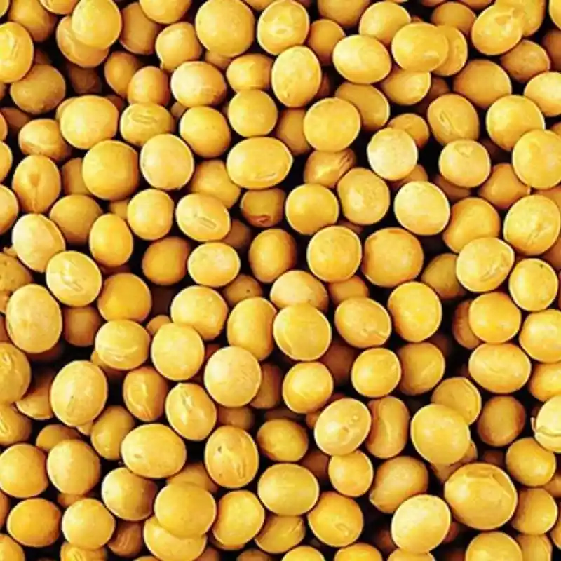 Soybean