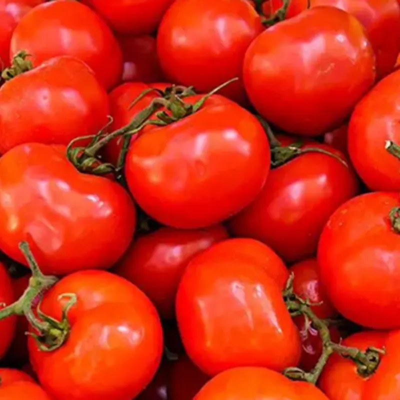 Tomato