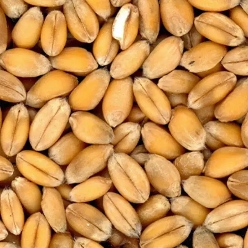 Wheat