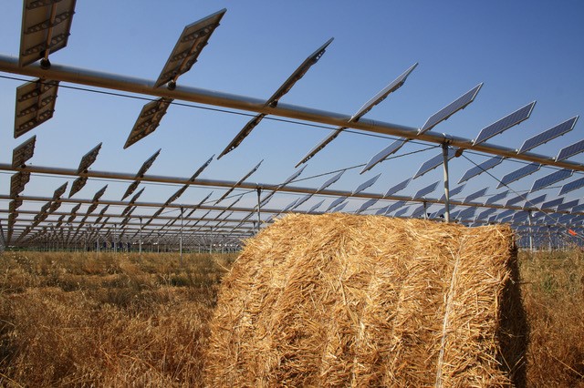 Wheat grows better in agrivoltaic facilities